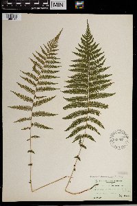 Thelypteris noveboracensis image