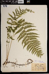 Thelypteris noveboracensis image