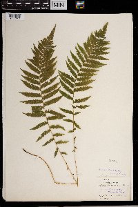 Thelypteris noveboracensis image