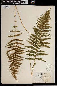 Thelypteris noveboracensis image