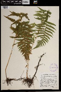Thelypteris noveboracensis image