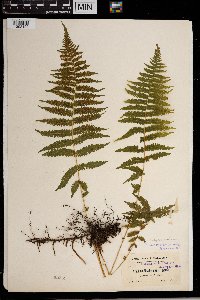 Thelypteris noveboracensis image