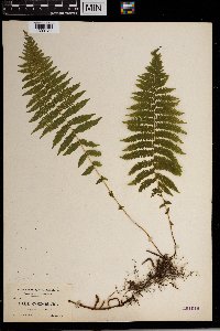 Thelypteris noveboracensis image