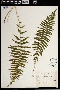Thelypteris noveboracensis image