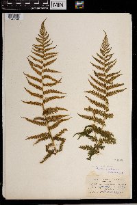 Thelypteris noveboracensis image