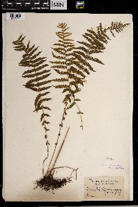 Thelypteris noveboracensis image