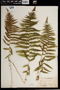 Thelypteris noveboracensis image