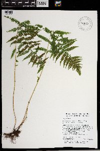 Thelypteris noveboracensis image