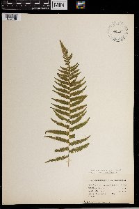 Thelypteris noveboracensis image