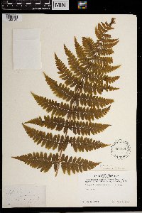 Thelypteris noveboracensis image