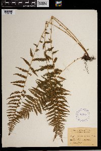 Thelypteris noveboracensis image