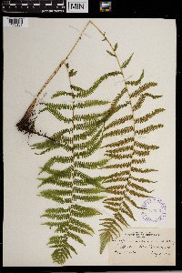 Thelypteris noveboracensis image