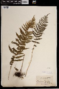 Thelypteris noveboracensis image