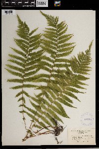 Thelypteris noveboracensis image