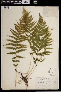 Thelypteris noveboracensis image