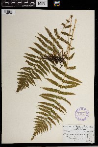 Thelypteris noveboracensis image