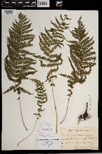 Thelypteris noveboracensis image