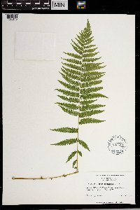 Thelypteris noveboracensis image