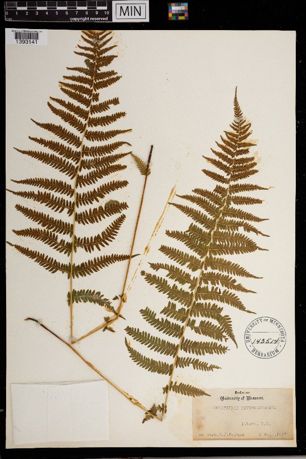 Thelypteris noveboracensis image