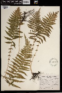 Thelypteris noveboracensis image