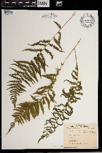Thelypteris noveboracensis image