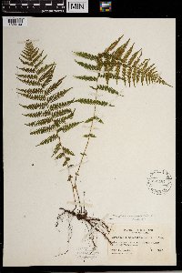 Thelypteris noveboracensis image