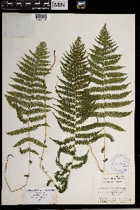 Thelypteris noveboracensis image