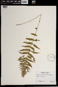 Thelypteris noveboracensis image