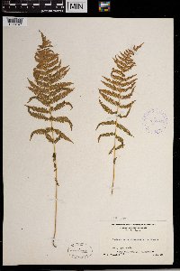 Thelypteris noveboracensis image