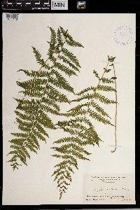 Thelypteris noveboracensis image