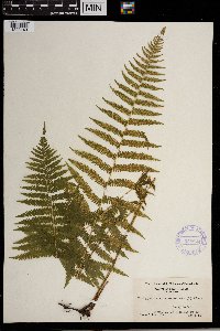 Thelypteris noveboracensis image