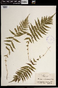 Thelypteris noveboracensis image