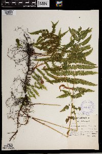 Thelypteris noveboracensis image