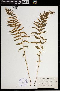 Thelypteris noveboracensis image