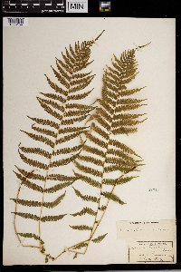 Thelypteris noveboracensis image