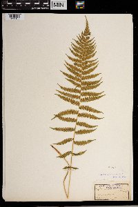 Thelypteris noveboracensis image