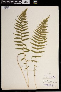 Thelypteris noveboracensis image