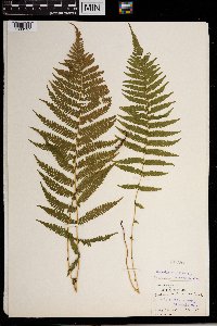 Thelypteris noveboracensis image