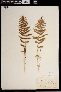 Thelypteris noveboracensis image