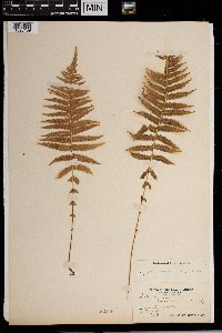 Thelypteris noveboracensis image