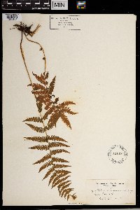 Thelypteris noveboracensis image