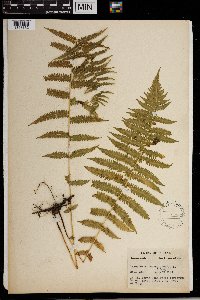 Thelypteris noveboracensis image