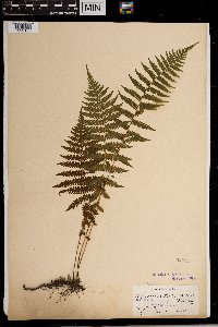 Thelypteris noveboracensis image