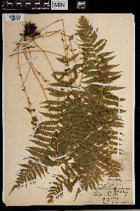 Thelypteris noveboracensis image