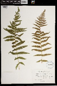 Thelypteris noveboracensis image