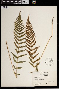 Thelypteris noveboracensis image
