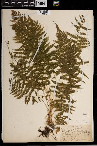 Thelypteris noveboracensis image