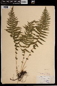 Thelypteris noveboracensis image