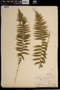 Thelypteris noveboracensis image