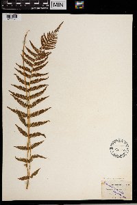 Thelypteris noveboracensis image
